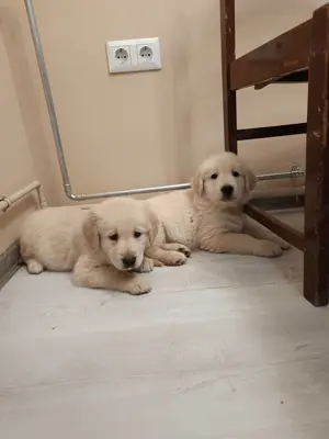 Golden retriever kiskutyák 