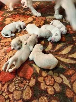 Golden retriever kiskutyák  - kép 3