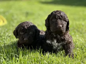 Lagotto Romagnolo kiskutyák. 