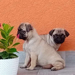 Mopsz kiskutyák eladók - kép 6