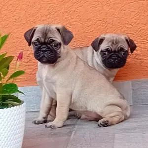 Mopsz kiskutyák eladók