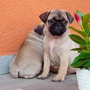 Mopsz kiskutyák eladók - kép 2