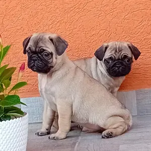 Mopsz kiskutyák eladók - kép 3