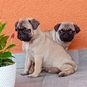 Mopsz kiskutyák eladók - kép 4