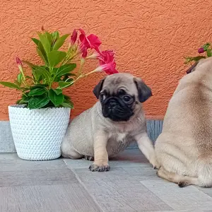 Mopsz kiskutyák eladók - kép 8