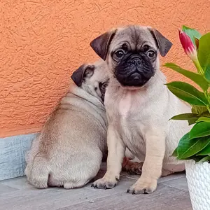 Mopsz kiskutyák eladók - kép 5