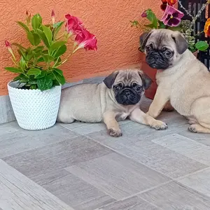 Mopsz kiskutyák eladók - kép 9