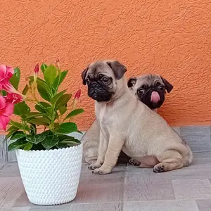 Mopsz kiskutyák eladók - kép 11