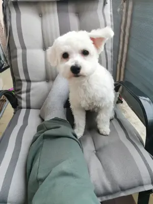Eladó Havanese kan kutyus..  - kép 2