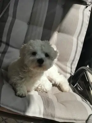 Eladó Havanese kan kutyus.. 