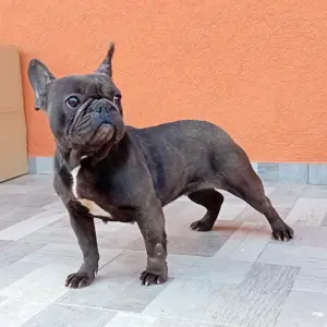 Francia bulldog ingyen elvihető