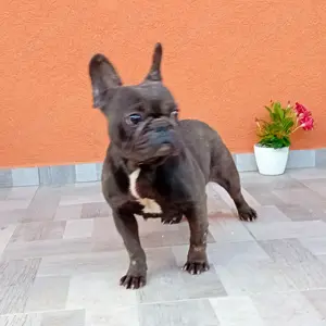 Francia bulldog ingyen elvihető - kép 2