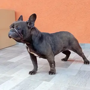 Francia bulldog ingyen elvihető - kép 3