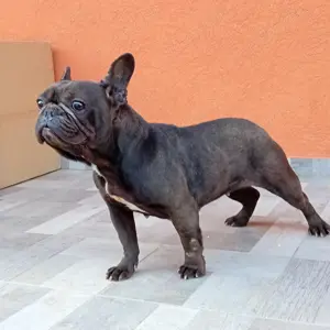 Francia bulldog ingyen elvihető - kép 4