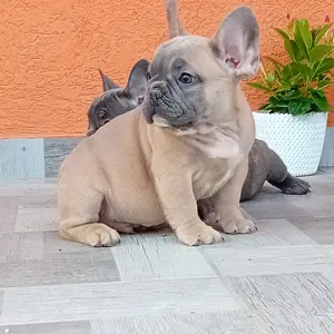 Francia bulldog kiskutya eladó - kép 2