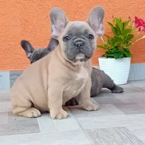 Francia bulldog kiskutya eladó