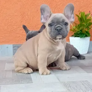 Francia bulldog kiskutya eladó - kép 3