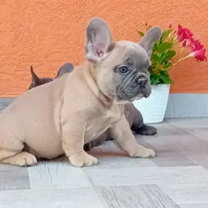 Francia bulldog kiskutya eladó - kép 4