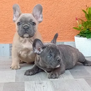 Francia bulldog kiskutya eladó - kép 5