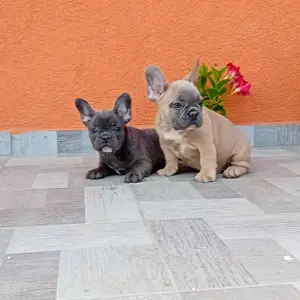 Francia bulldog kiskutya eladó