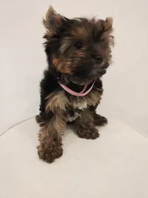 Yorkshire terrier kislány  - kép 3