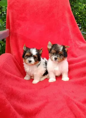 Biewer Yorkshire Terrier kiskutya eladó - kép 2