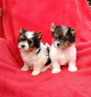 Biewer Yorkshire Terrier kiskutya eladó