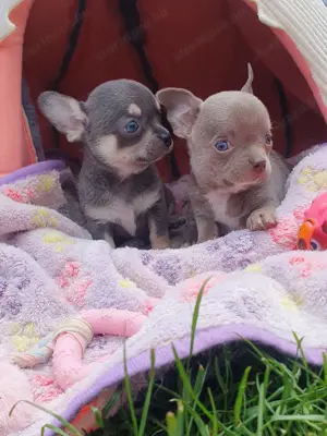 Csivava kék szemű lányok Tenyésztőtöl Chihuahua