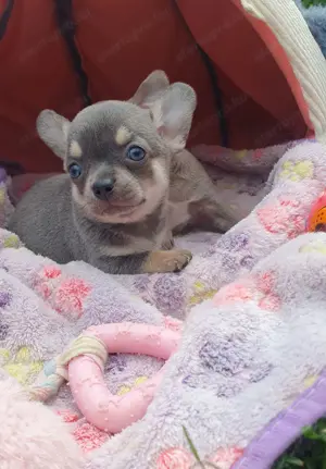 Csivava kék szemű lányok Tenyésztőtöl Chihuahua - kép 3