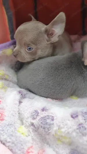 Csivava kék szemű lányok Tenyésztőtöl Chihuahua - kép 2