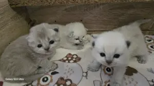 Bajnok szülőtől Törzskönyvezett Ragdoll babák