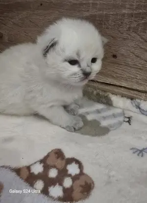 Bajnok szülőtől Törzskönyvezett Ragdoll babák - kép 2