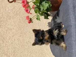 Mini yorki kis kutyám