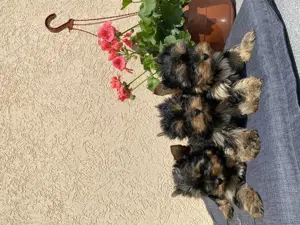 Mini yorki kis kutyák