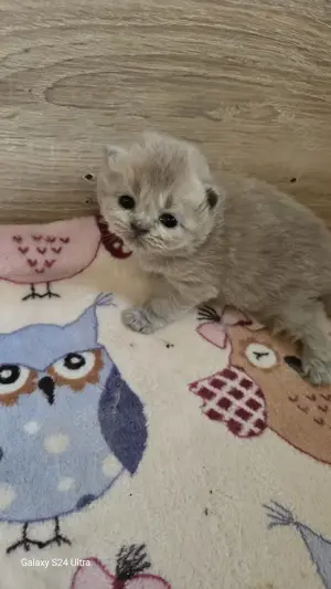 Bajnok szülőtől Törzskönyvezett Ragdoll babák - kép 3