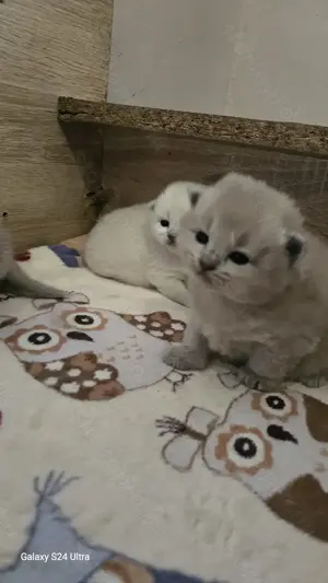Bajnok szülőtől Törzskönyvezett Ragdoll babák - kép 4
