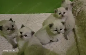 Törzskönyves Ragdoll babyk - kép 3
