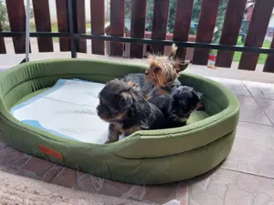 Yorki babák gazdiisodnának! - kép 8