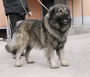 Kaukázusi juhászkutya 