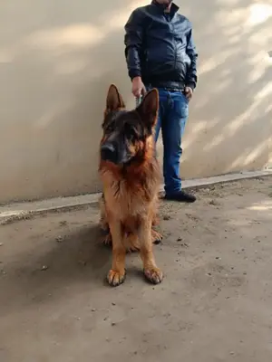 Német juhász kan - kép 4