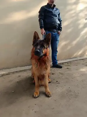 Német juhász kan - kép 3