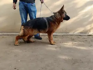 Német juhász kan - kép 2