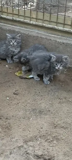 Maine coon  cicak!