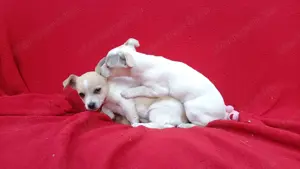 Csivava kislányok - kép 2