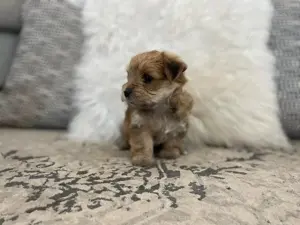 Yorkshire terrier jellegű kiskutyák eladók  - kép 2