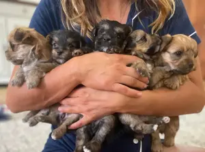 Yorkshire terrier jellegű kiskutyák eladók 
