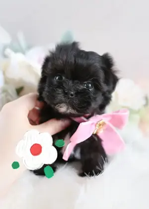 Mini méretű Havanese kiskutyák eladók 