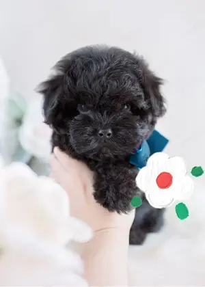 Mini méretű Havanese kiskutyák eladók 