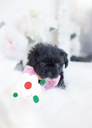 Mini méretű Havanese kiskutyák eladók  - kép 3