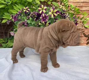 sharpei kan kölyök kutyus eladó